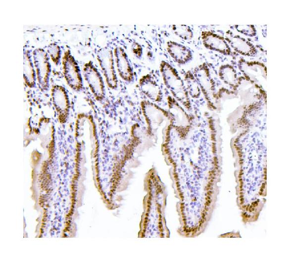 IHC - Anti-PTBP1 Antibody Picoband™(monoclonal, 3H12) ABO14913